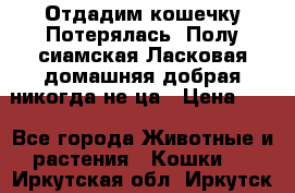 Отдадим кошечку.Потерялась. Полу сиамская.Ласковая,домашняя,добрая,никогда не ца › Цена ­ 1 - Все города Животные и растения » Кошки   . Иркутская обл.,Иркутск г.